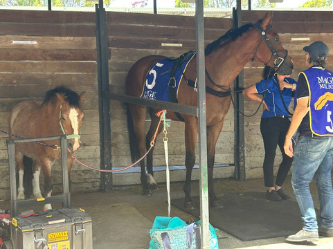 Ascot Racecourse-珀斯必去景点