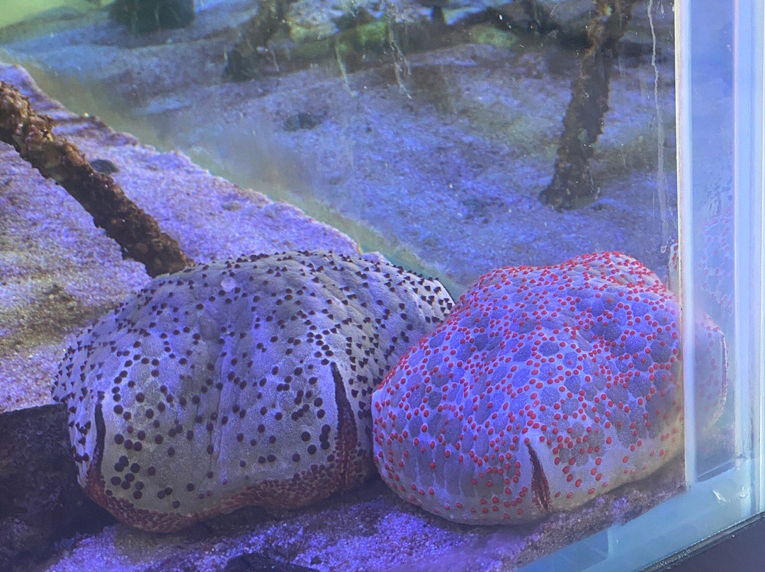 Marine Biological Center - Hyatt Regency Phuket Resort-卡图必去景点