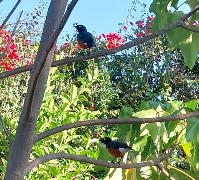 尼亚提山别墅主图