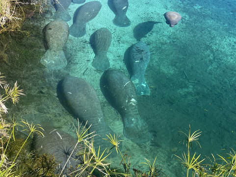 Weeki Wachee Springs State Park-Spring Hill必去景点