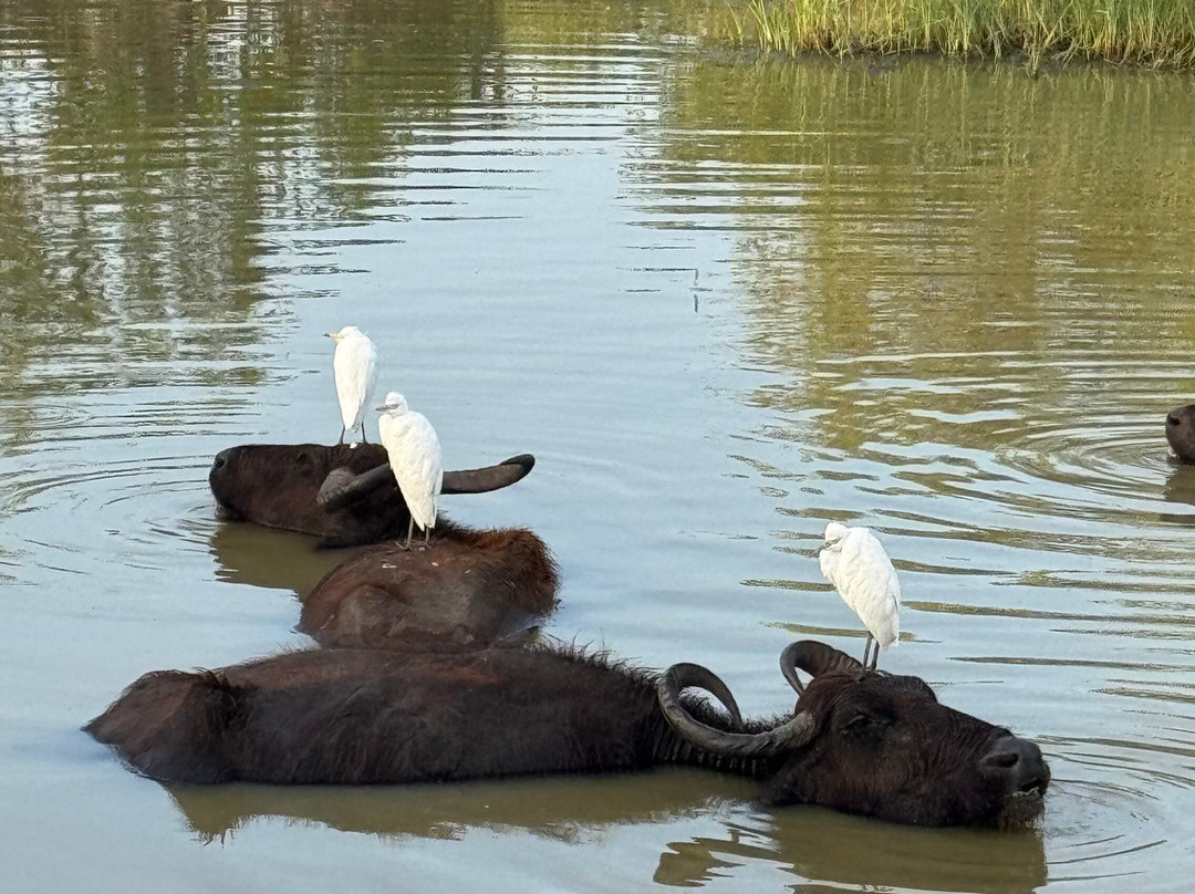 Yala Yewon  Tours-蒂瑟默哈拉默必去景点