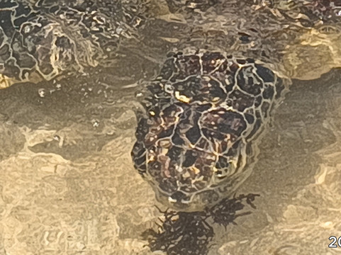 Turtle Beach-希克杜沃必去景点