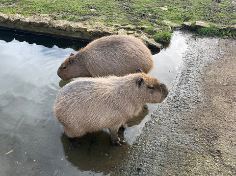 Chew Valley Animal Park-Chew Magna必去景点