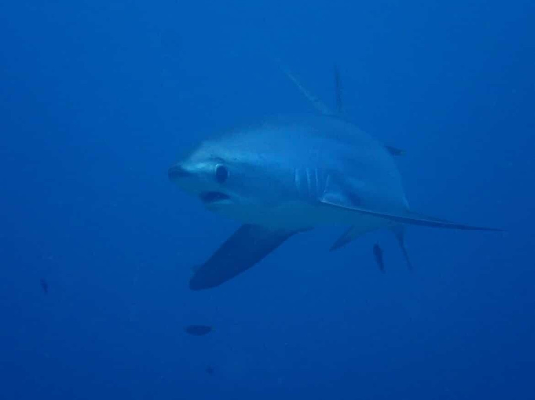 妈妈拍丝瓜岛维达海滩潜水中心-妈妈拍丝瓜岛必去景点