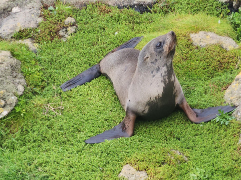 Clearwater Wildlife Tours-但尼丁必去景点