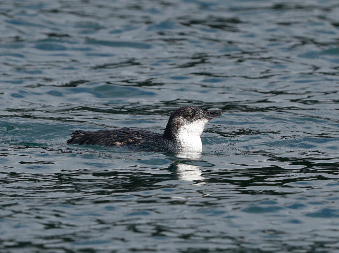 Aihe Wildlife Cruises & Water Taxi-斯图尔特岛必去景点