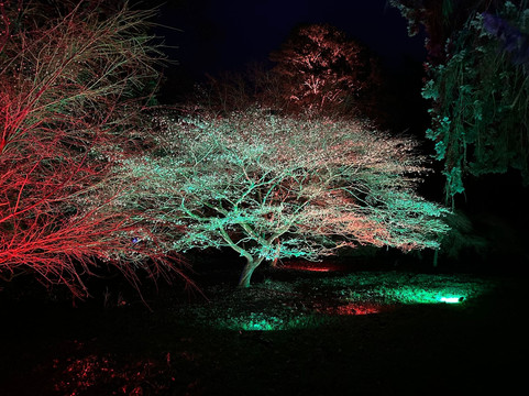 Westonbirt Arboretum-泰特伯里必去景点