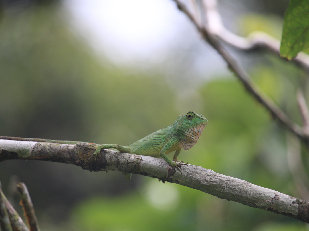 Sinharaja Rainforest Kurulugala Entrance-Viharahena必去景点