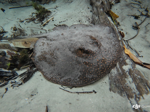 Flutuação Rio Triste-诺布里斯必去景点