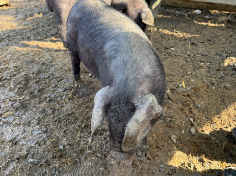 Quex Adventure Farm Park-Birchington必去景点