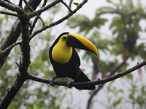 Bijagua Rainforest - Tours-Bijagua de Upala必去景点
