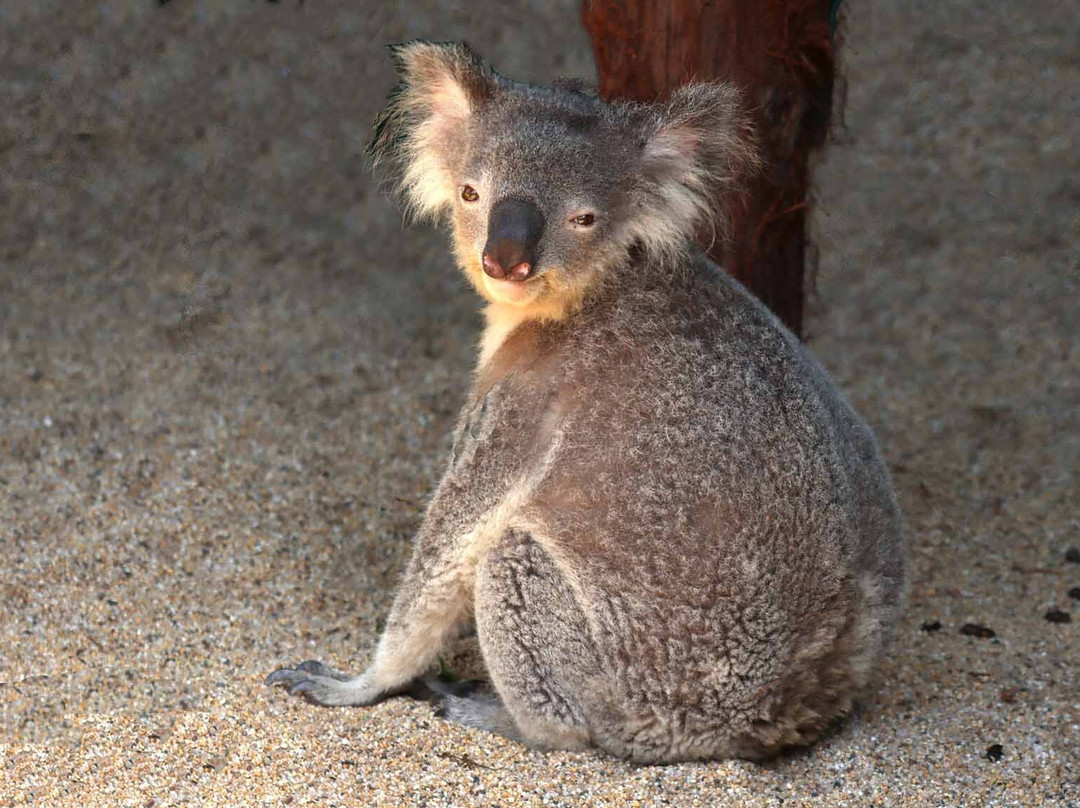 Billabong Zoo Koala & Wildlife Park-麦克夸利港必去景点