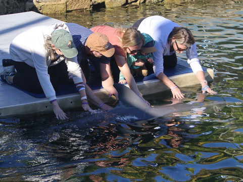 Dolphin Life-拉哥岛必去景点