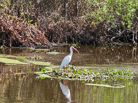 Airboat and Gator Charters-De Leon Springs必去景点