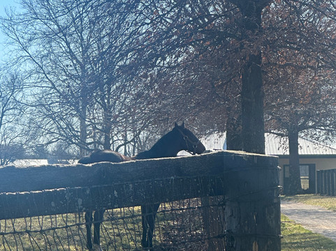 Mill Ridge Farm-列克星敦必去景点