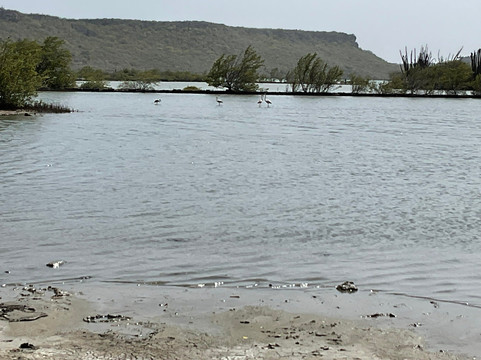 Flamingo Sanctuary Sint Willibrordus-Sint Willibrordus必去景点