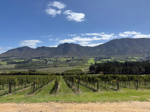 Newton Johnson Family Vineyards