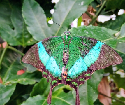 Stratford Butterfly Farm-埃文河畔斯特拉特福必去景点