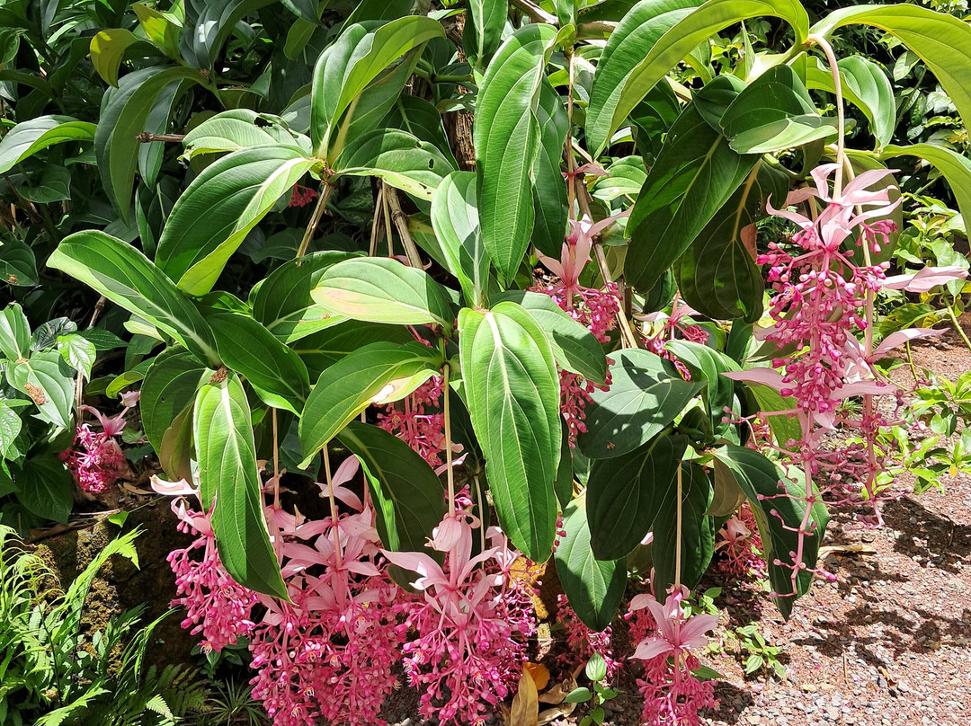 Jardin des Parfums et des Epices-Saint-Philippe必去景点