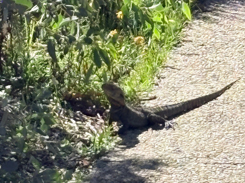 澳大利亚国家植物园-堪培拉必去景点