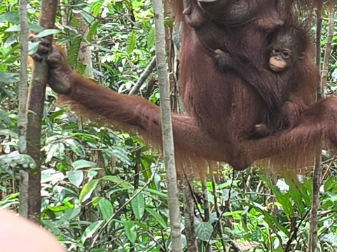 Bornean Orangutan Holiday-Pangkalan Bun必去景点
