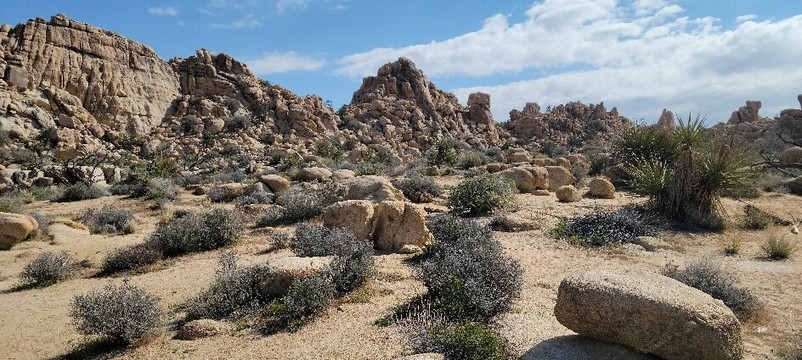 Joshua Tree National Park-约书亚树必去景点