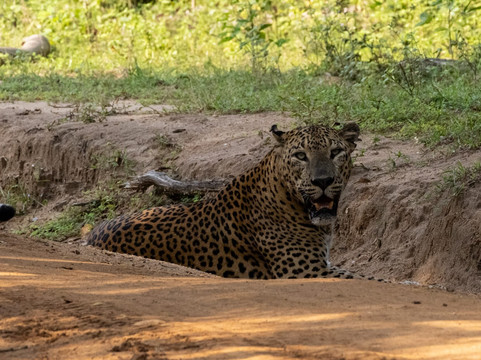 Ruwan Yala Jeep Safari-Debarawewa必去景点