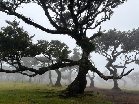Posto Florestal Fanal-莫尼什港必去景点