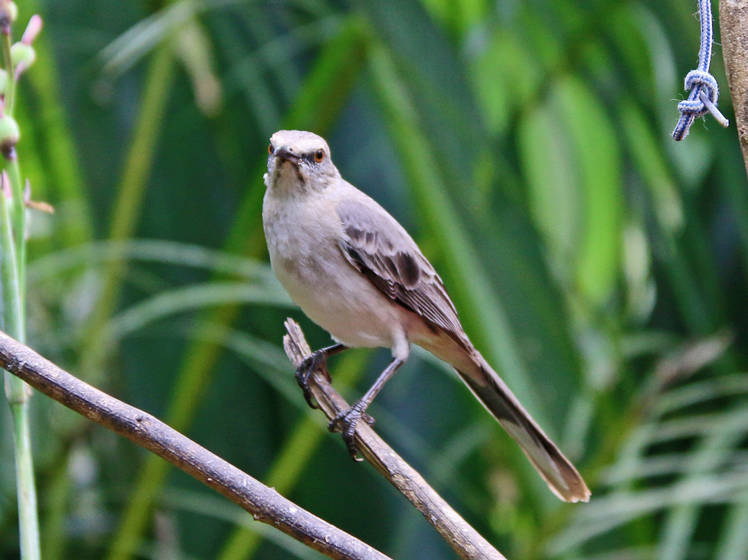 Peter Cox Wildlife Tours-多巴哥必去景点