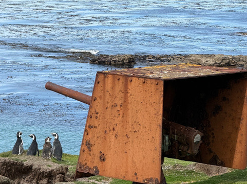 Kidney Cove Tours-Stanley必去景点