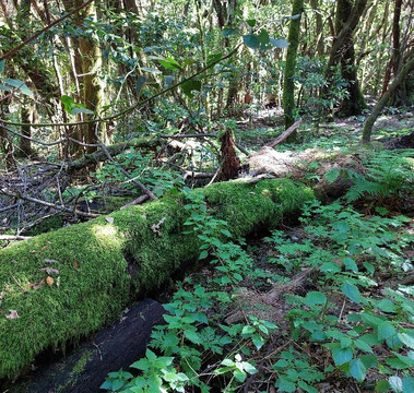 加拉霍埃国家公园-La Gomera必去景点