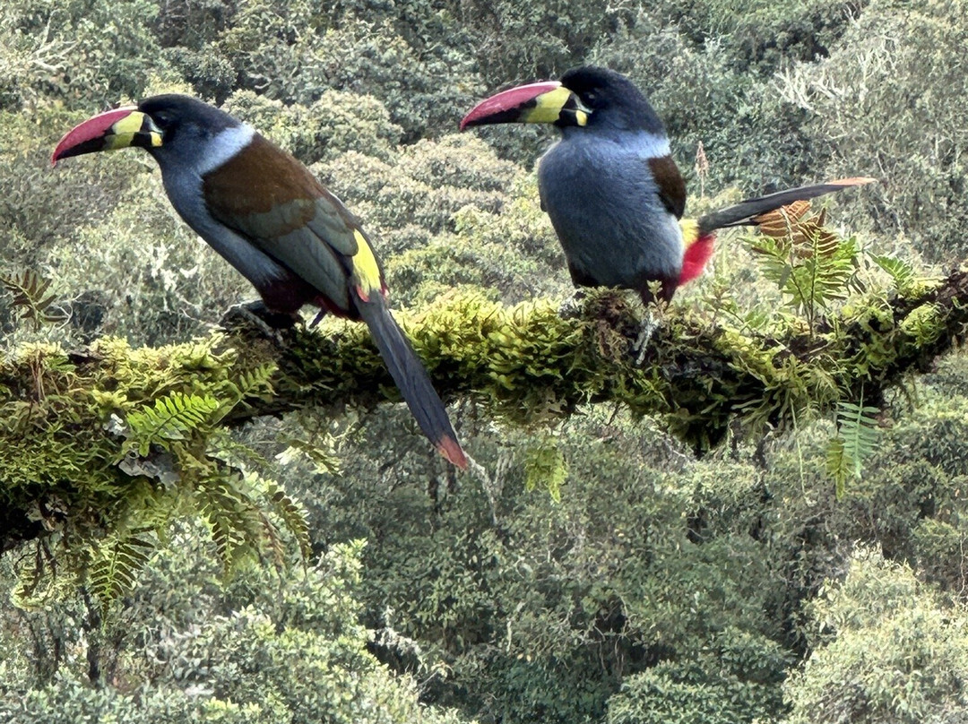 Jaguarundi Travel-波哥大必去景点