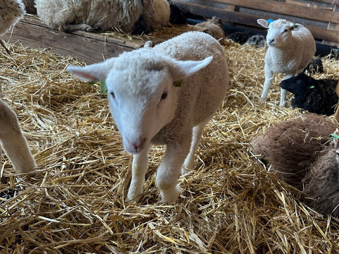 Schapenboerderij Texel-特塞尔必去景点
