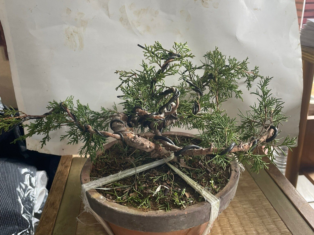 春花园 BONSAI 美术馆-江戸川区必去景点