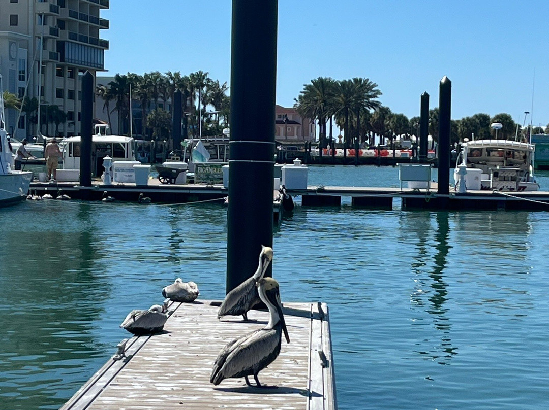 Clearwater Ferry-克利尔沃特必去景点