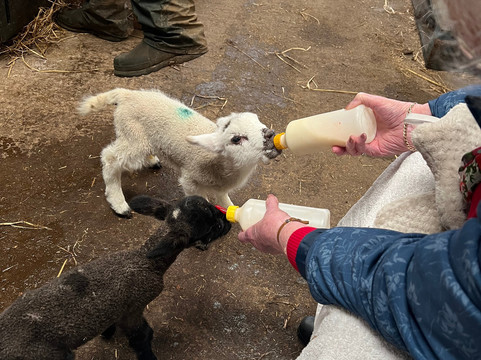 Bissett's Barn - The Rings-库珀必去景点