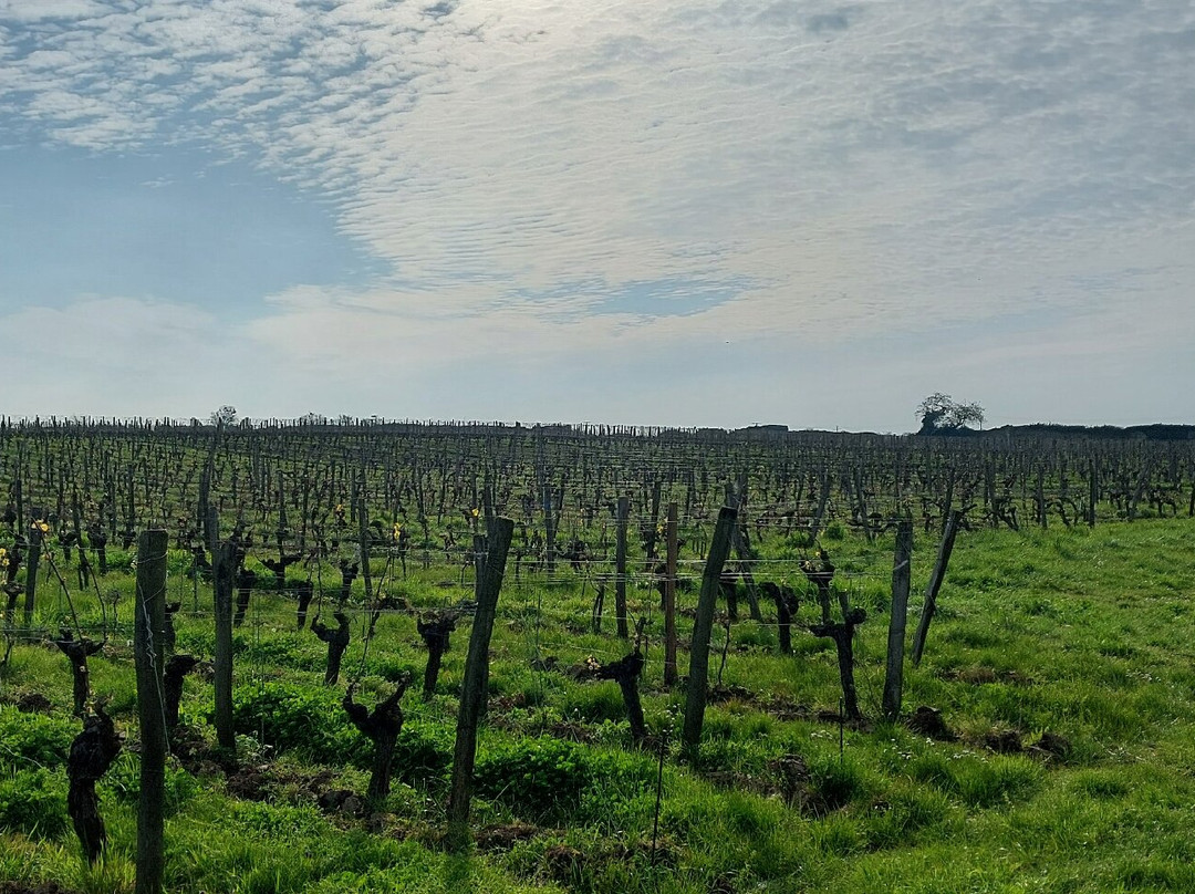 Domaine Filliatreau-Turquant必去景点