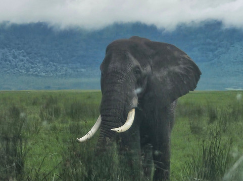 Shemeji Safari-阿鲁沙必去景点