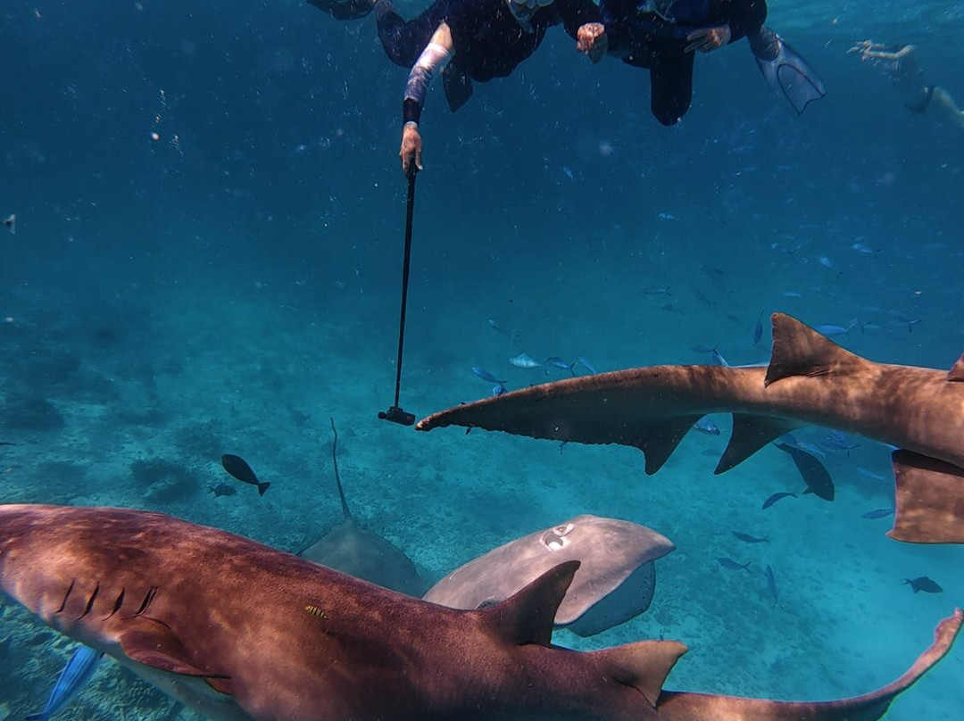 Papa Fish Excursions-乌库拉斯必去景点