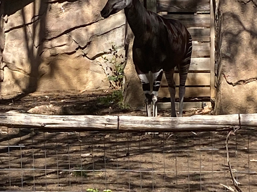 San Antonio Zoo-圣安东尼奥市必去景点