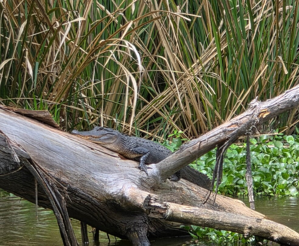 Zam's Bayou Swamp Tours-Kraemer必去景点
