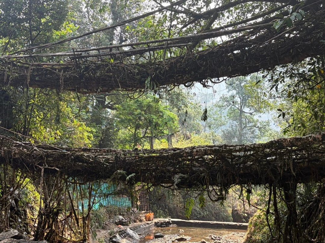 Double Decker Living Root Bridge-Sohra必去景点
