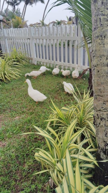 阿育吠陀生活乡村旅馆-官方