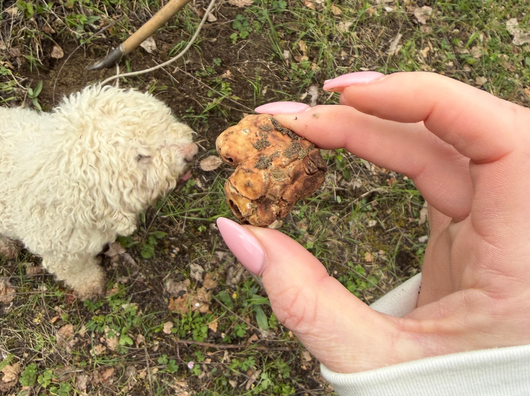 Truffle in Tuscany-圣米尼亚托必去景点