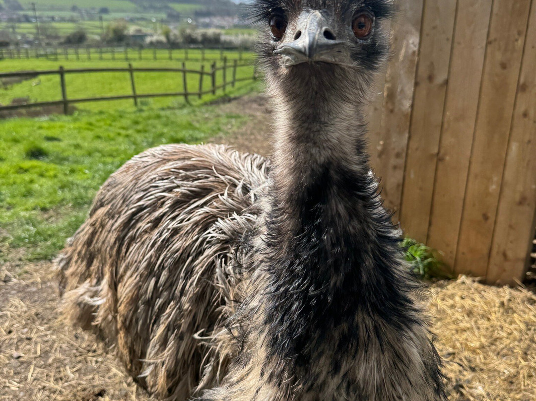 Court Farm Country Park-Banwell必去景点