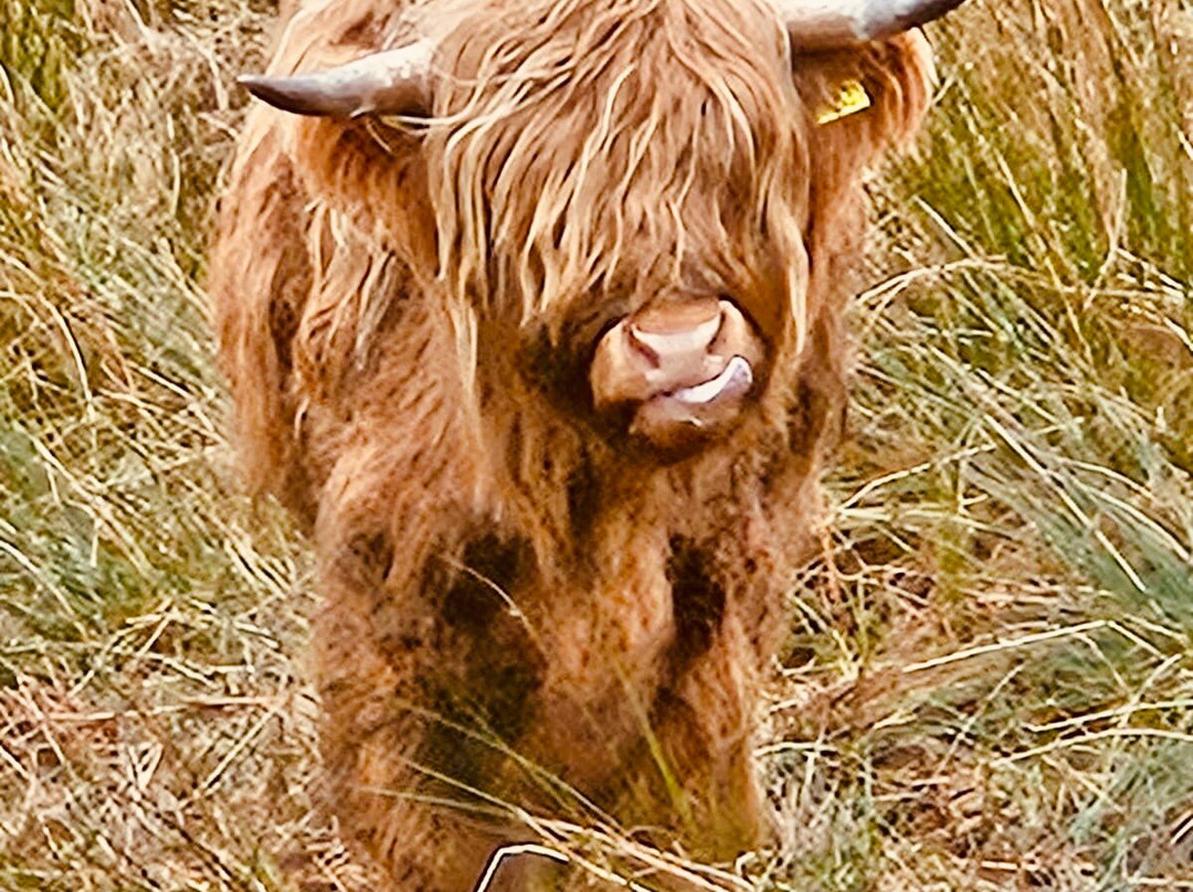 4x4 Adventures Scotland-拉斯必去景点