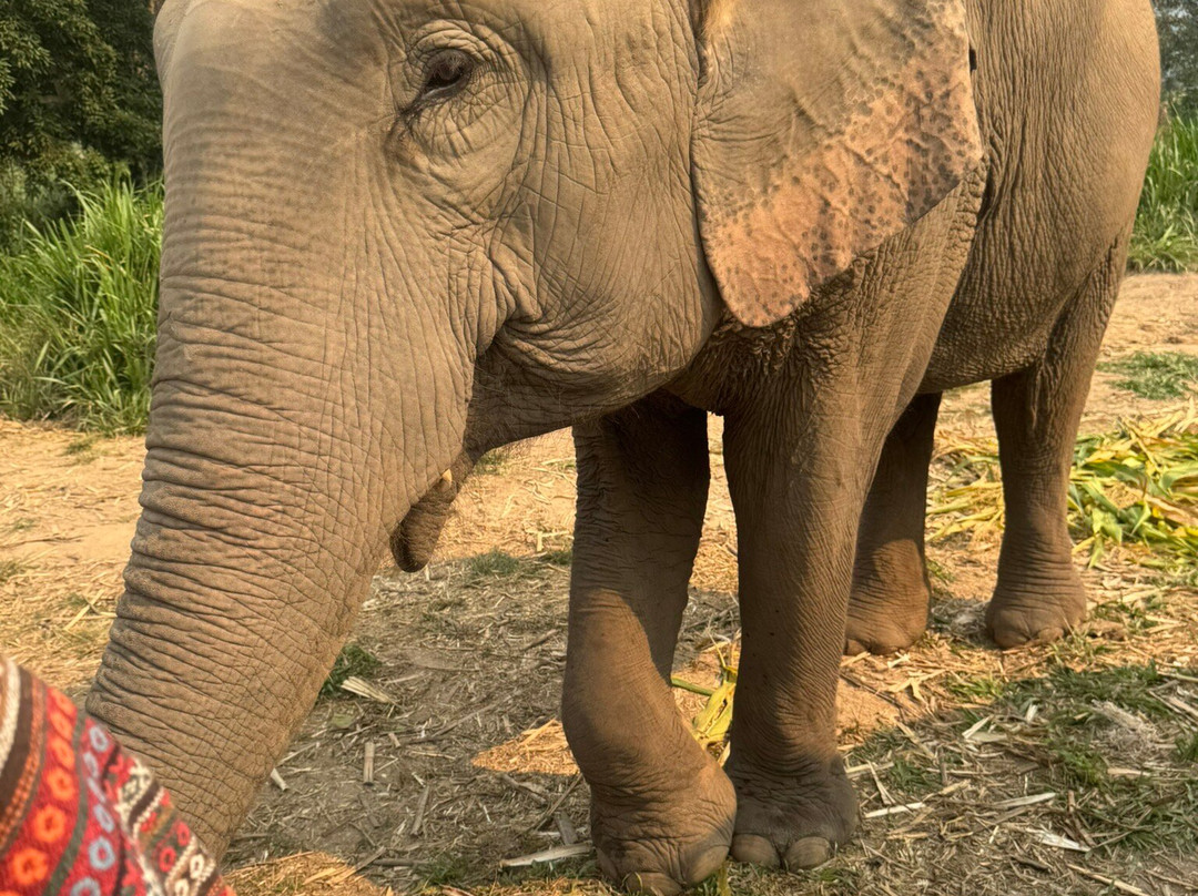 Chiangmai Elephant Heritage-清迈必去景点