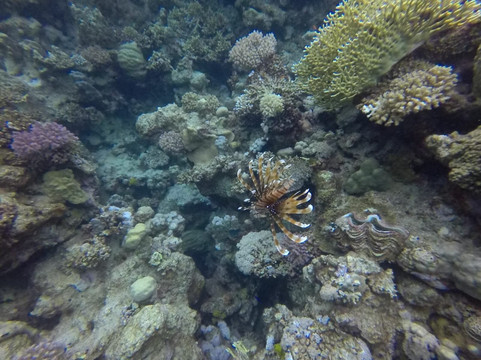 ORCA Dive Club Coral Garden-Safaga必去景点