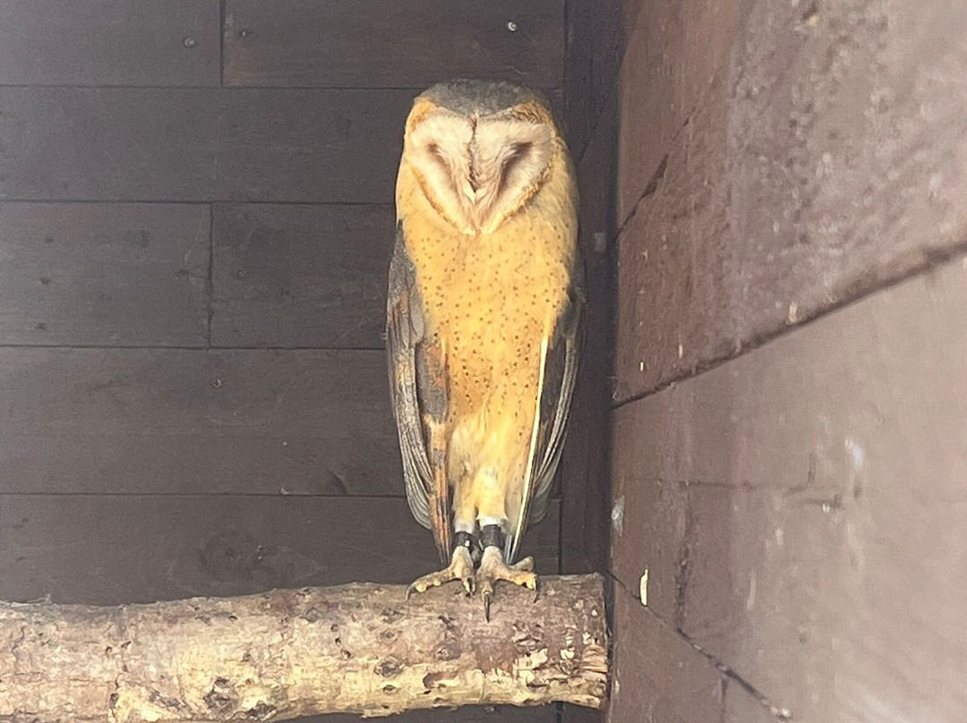 West Sussex Falconry-Compton必去景点