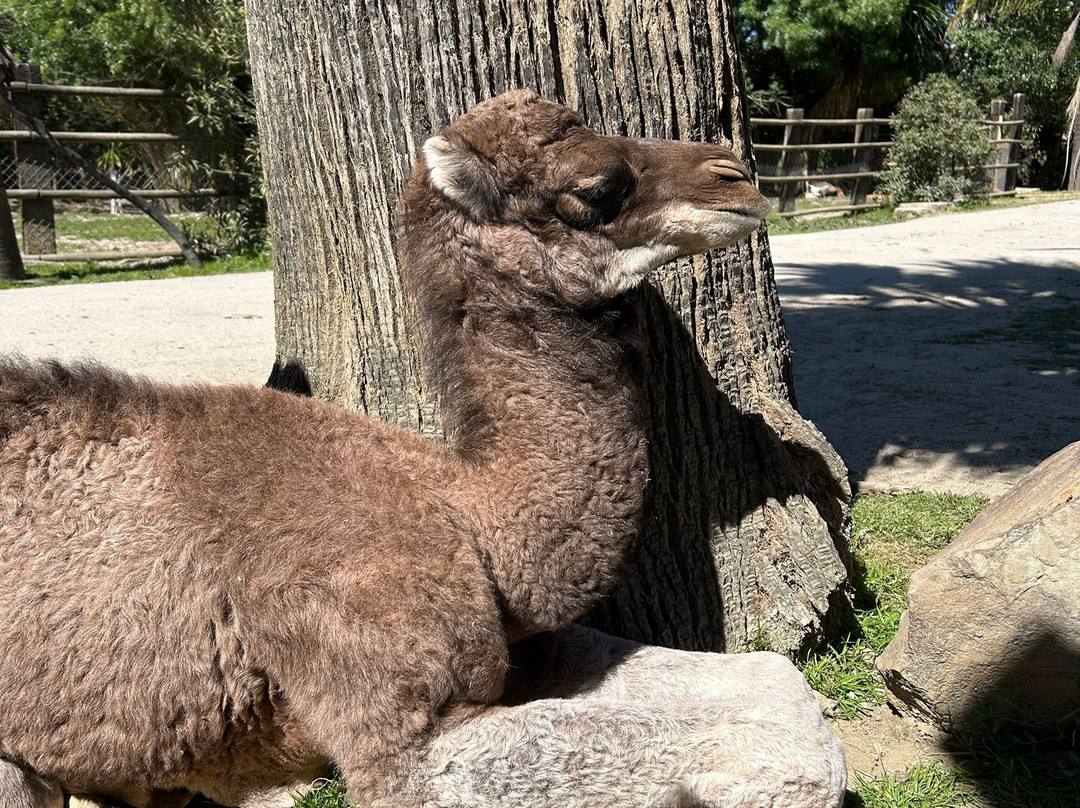 La Pequena Africa Animal Reserve-加的斯市必去景点